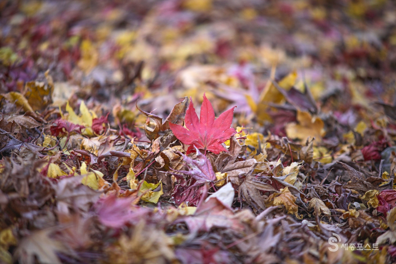 30일 전국에 한파경보가 내려진 가운데 마지막 가을을 알리는 단풍잎이 가을과의 작별을 알리고 있다. 정은진 기자
