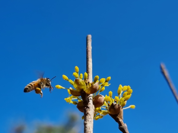 꿀벌의 춤사위에 수줍음 사라진 산수유꽃, 재회의 기쁨은 나누고 있다.